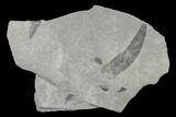 Pennsylvanian Fossil Fern (Macroneuropteris) Plate - Kentucky #143724-1